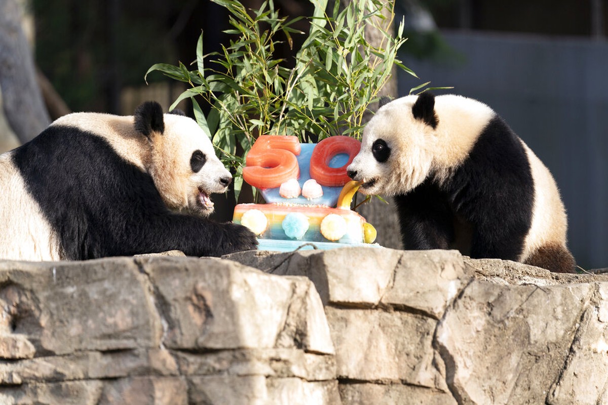 Panda gigante devora un «pastel» para celebrar el 50 aniversario de la llegada de la especie a Estados Unidos |  Globalismo