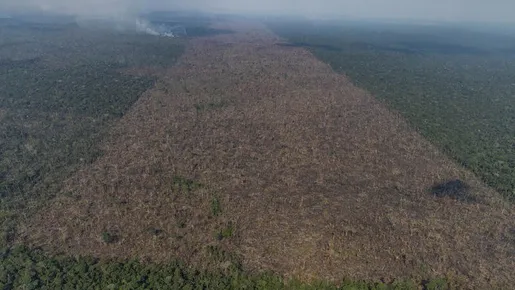 Amazônia teve 12% de floresta convertida em área de agropecuária em 37 anos 