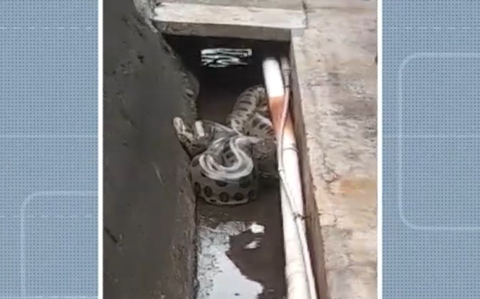 Cobra foi retirada da canaleta e solta no Rio das Contas, em Ubatã — Foto: Reprodução/TV Bahia