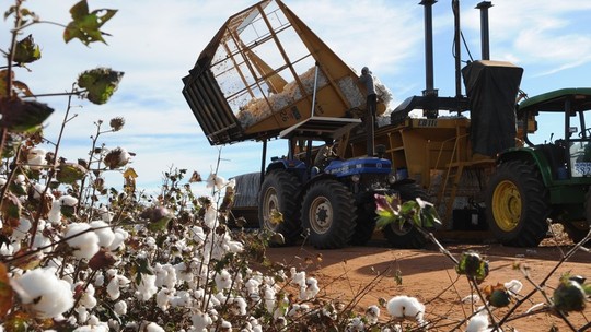 Brasil tentará título mundial da exportação de algodão já em 2023