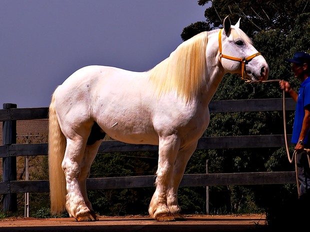 Eu acho os frísios lindos! Quais outras raças de cavalos que vocês