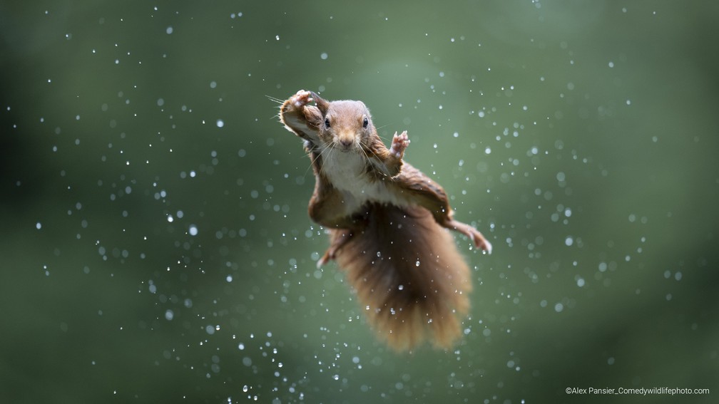 O esquilo voador — Foto: Alex Pansier/Comedy Wildlife 2022