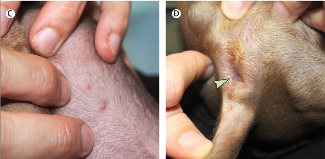 Lesões típicas de varíola dos macacos na barriga e ânus do cachorro infectado (Foto: The Lancet)