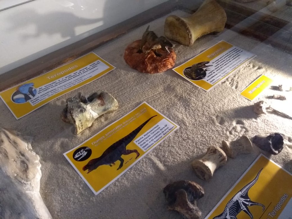 Museu tem diversos fósseis de dinossauro expostos — Foto: Arquivo Pessoal