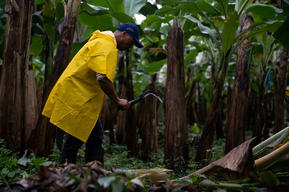 Trabalhador rural corta pedaços do caule da bananeira avó depois da colheita — Foto: Marcelo Brandt / g1