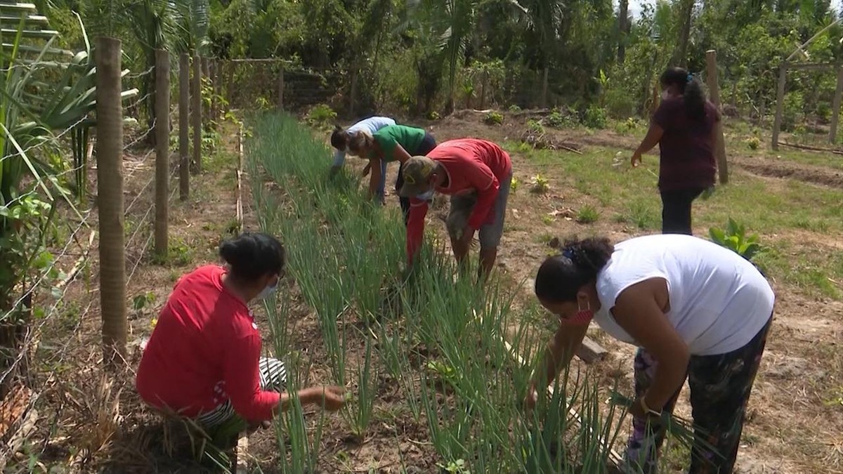 Mirante Rural mostra a força da agricultura familiar em comunidades rurais no MA tvmirante