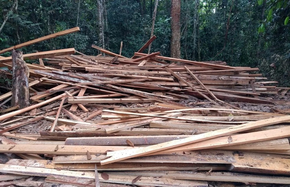 PF encontra madeira processada dentro de reserva pela serraria portátil  — Foto: PF/Divulgação