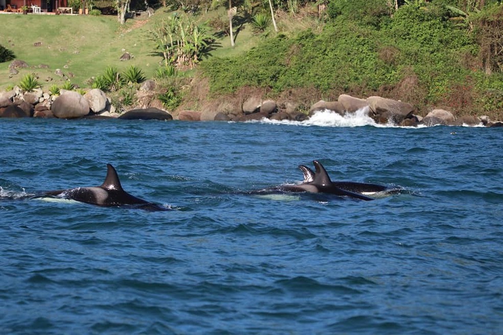 Animais não apresentaram ferimentos (Foto: Manuel Albaladejo / Instituto Argonauta)