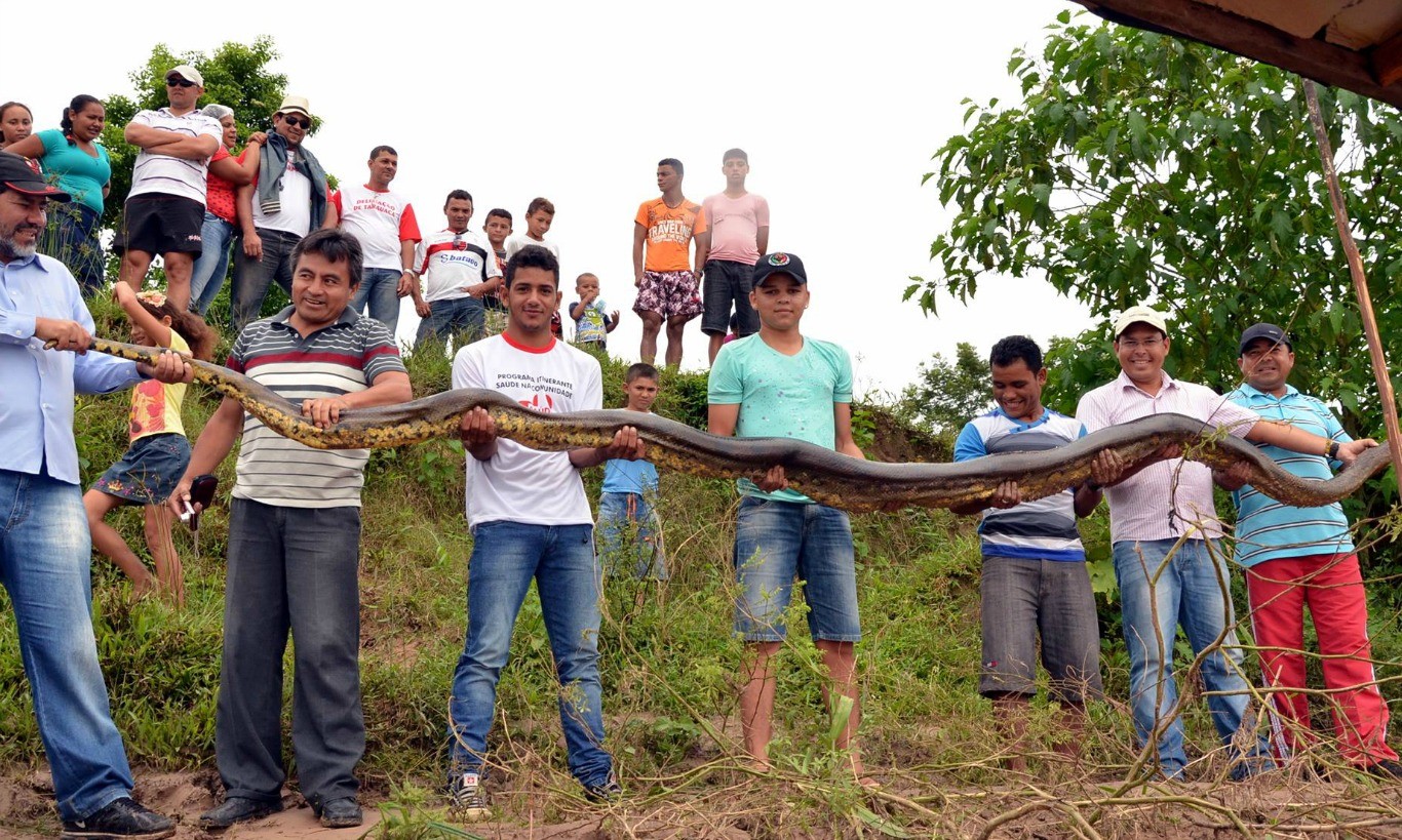 Qual o maior animal que uma cobra pode comer? Veja flagras