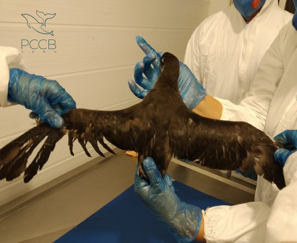 Ave foi encontrada com 25% do corpo coberto de &oacute;leo no RN &mdash; Foto: PCCB/UERN/Divulga&ccedil;&atilde;o