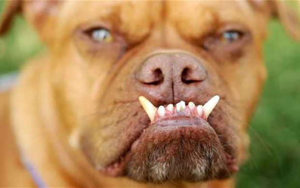 Pabst foi o eleito o cão mais feio de 2009 (Foto: Noah Berger/AP)