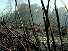 Incêndio continua destruindo o Parque Estadual de Itaúnas, no ES