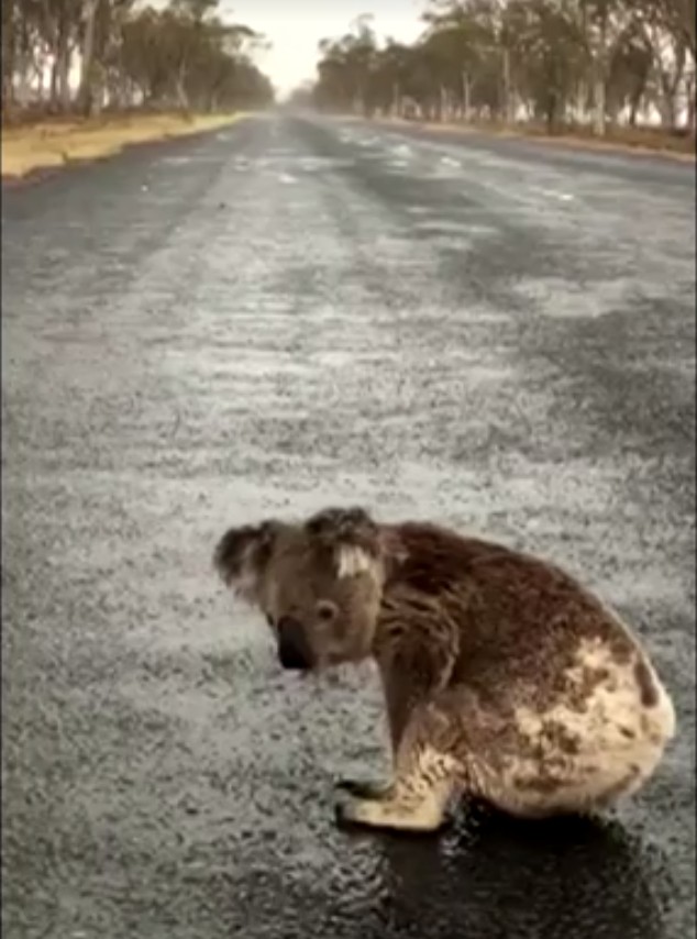 Com sede, coala lambe asfalto molhado na Austrália; VÍDEO thumbnail
