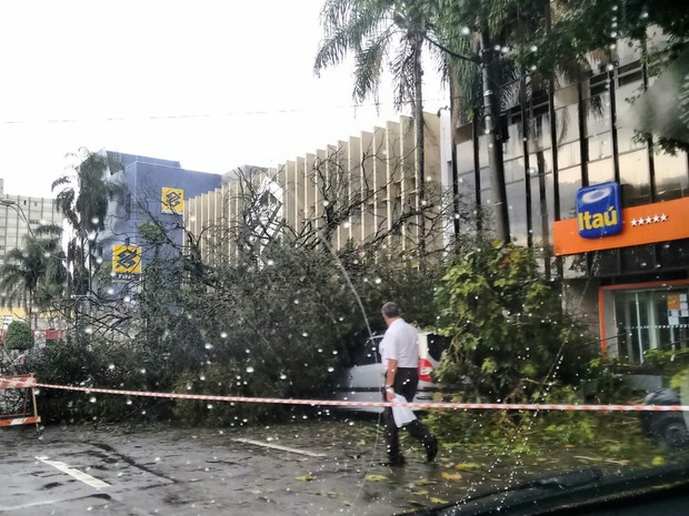 Árvore caiu na rua 15 de Novembro na tarde deste sábado (Foto: Anderson Morais/Vanguarda Repórter)