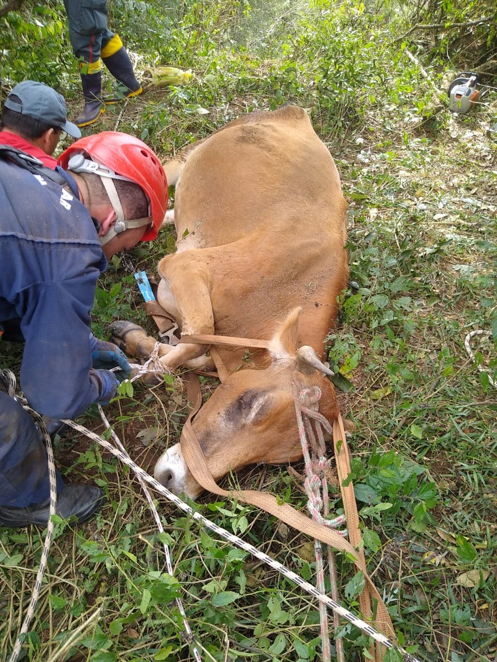 Animal não ficou ferido, segundo os bombeiros — Foto: Corpo de Bombeiros/Divulgação