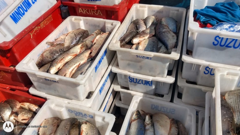 Peixes foram apreendidos pela Polícia Militar Ambiental em São Pedro — Foto: Divulgação/ Polícia Militar Ambiental