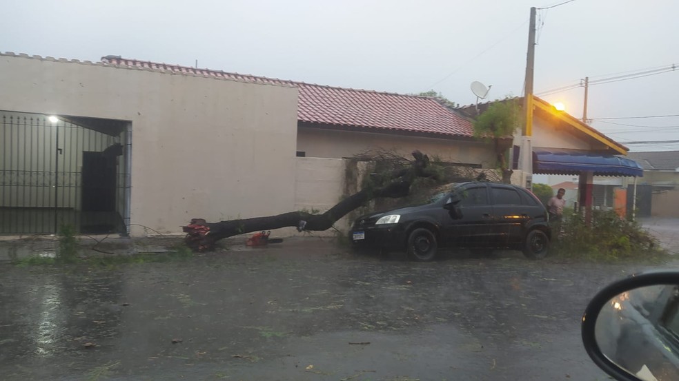 Árvore cai e atinge automóvel em Cerqueira César, no bairro Bela Vista. — Foto: Prefeitura Municipal/Divulgação