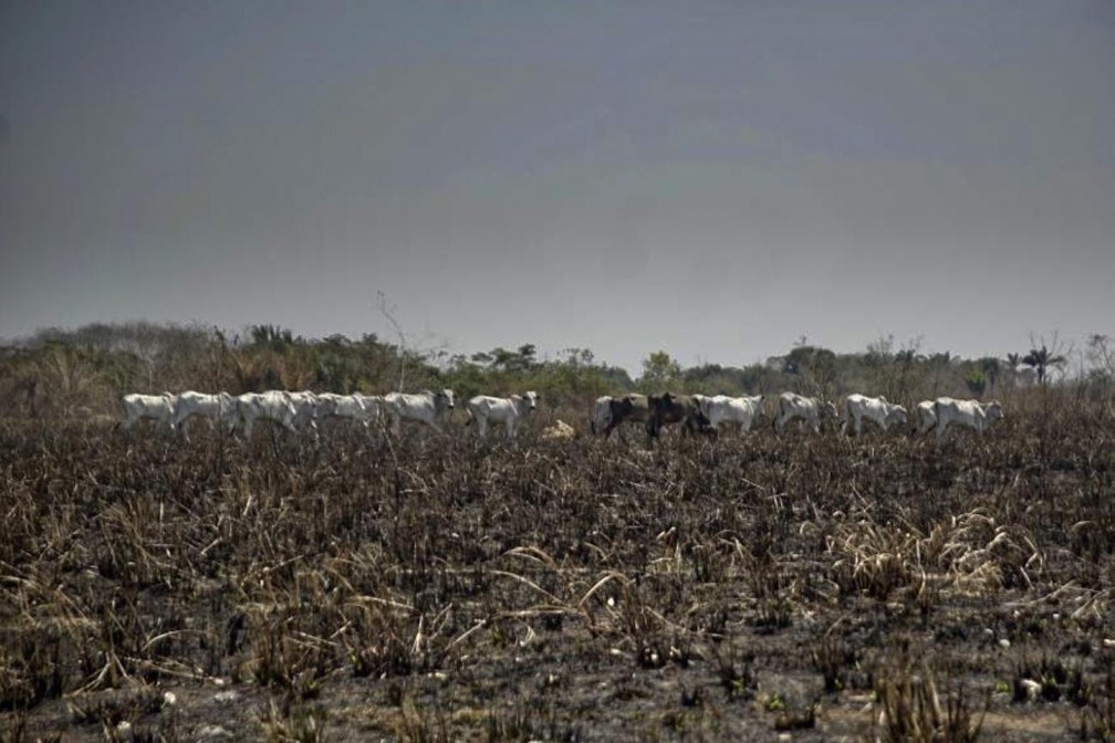 Área desmatada em São Félix do Xingu,no Pará, ao fundo é possível observar gado na área queimada. — Foto: Kleberson Santos/Agência Pará