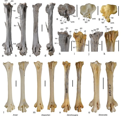 a,b e g: ossos de Allgoviachen tortonica; c, d e h: Paracygnopterus sp; e, f, i: Cygnopterus alphonsi  (Foto: Gerald Mayr et.al )