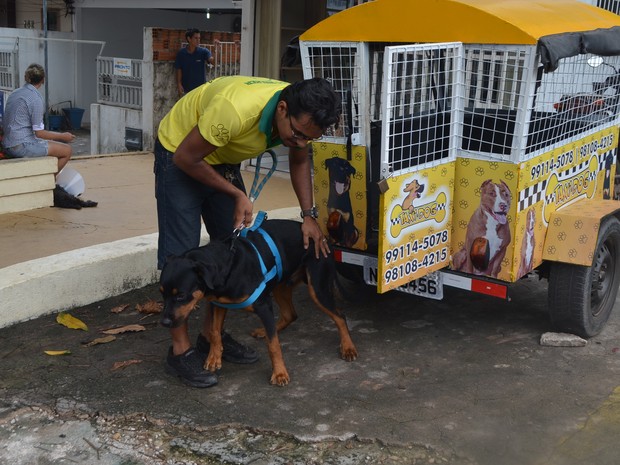 Serviço chega a transportar 8 cães aos fins de semana (Foto: Cassio Albuquerque/G1)