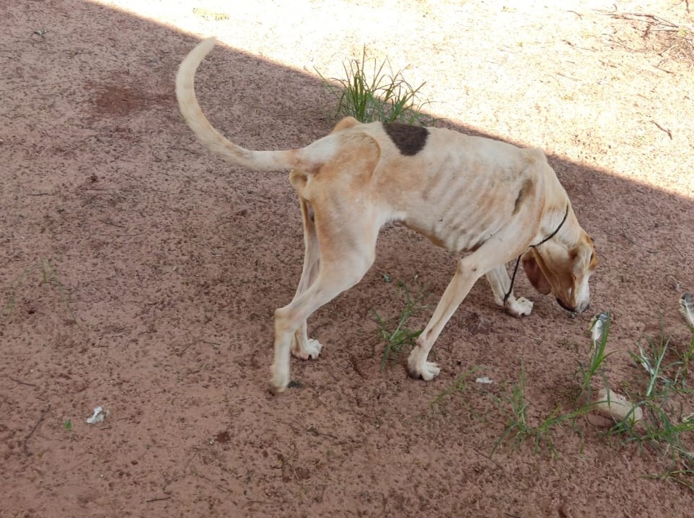 Animais vítimas de maus-tratos são apreendidos em Rancharia — Foto: Polícia Ambiental 