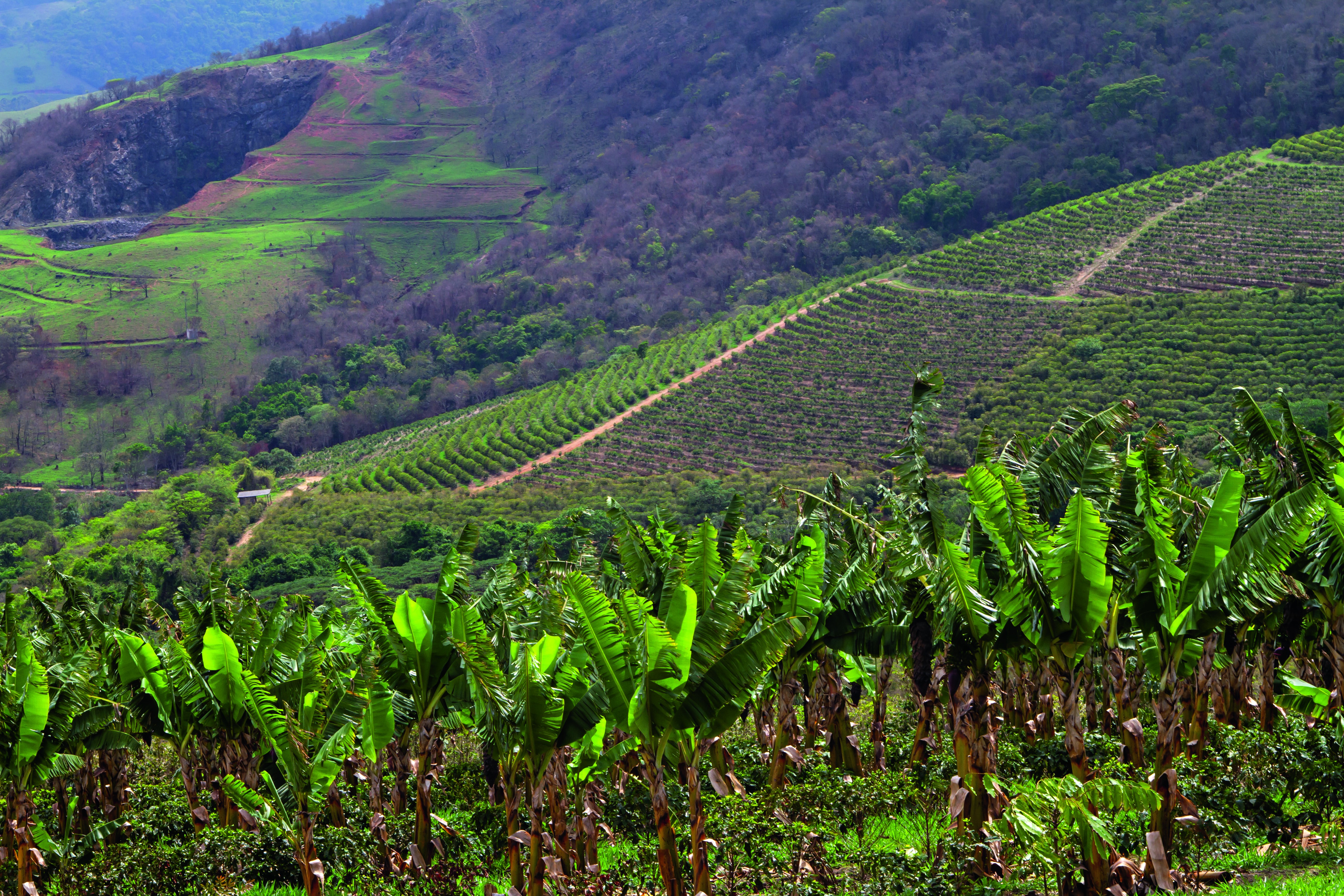 Produtor mineiro aposta na agricultura regenerativa e recupera antiga área de pastagem degradada com cultivo de banana, abacate e mogno em meio aos cafezais. (Foto: Rogerio Albuquerque)