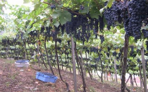 Como plantar e cuidar de um pe de uva Como Cuidar Do Pe De Uva Revista Globo Rural Gr Responde
