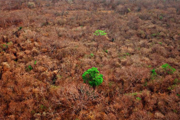 As últimas árvores (Foto: Sérgio Ranalli / divulgação)