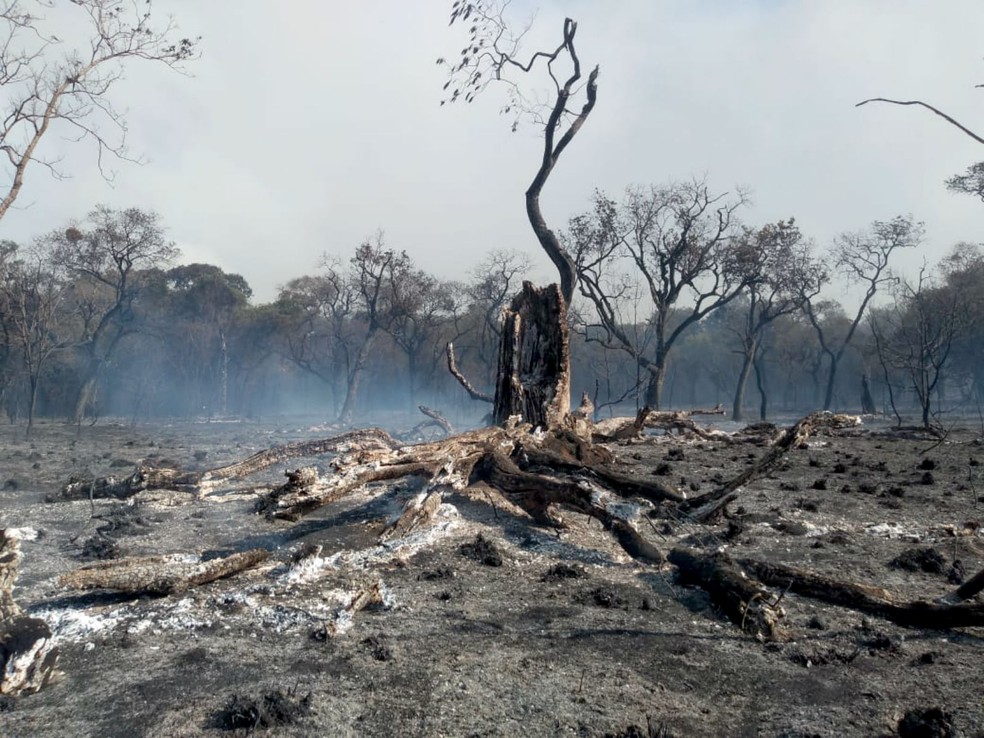 Diretoria do Jardim Botânico acredita que fogo começou por ação de pessoas que tentavam abrir trilhas no parque — Foto: Prefeitura de Bauru/Divulgação