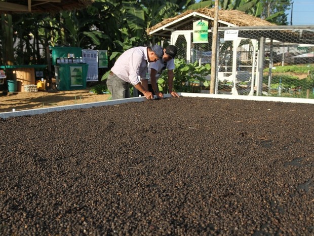 G1 - Máquina reduz custo da colheita do café conilon e robusta em Rondônia  - notícias em 4 Rondonia Rural Show 2015