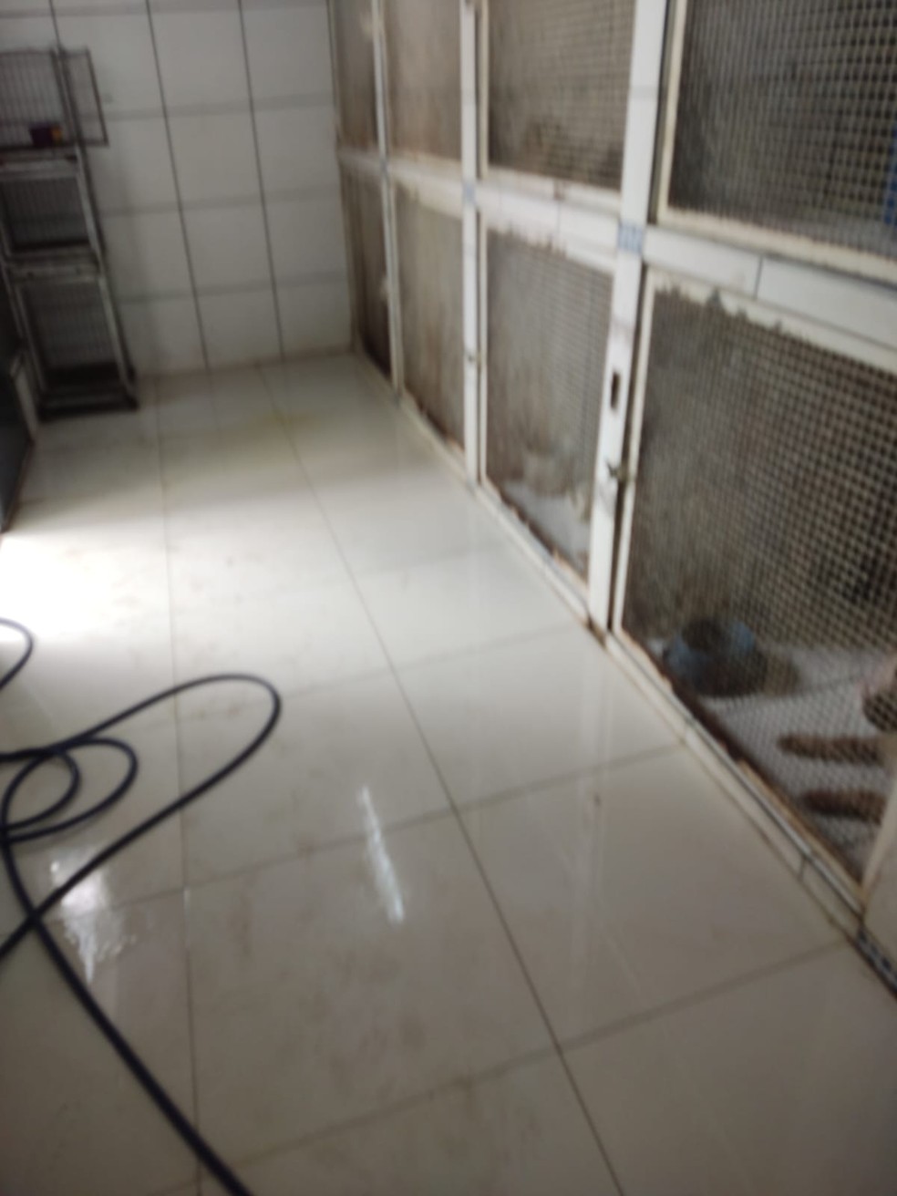 Cachorros estavam em ambiente impróprio, com muitas fezes e urina — Foto: Polícia Ambiental