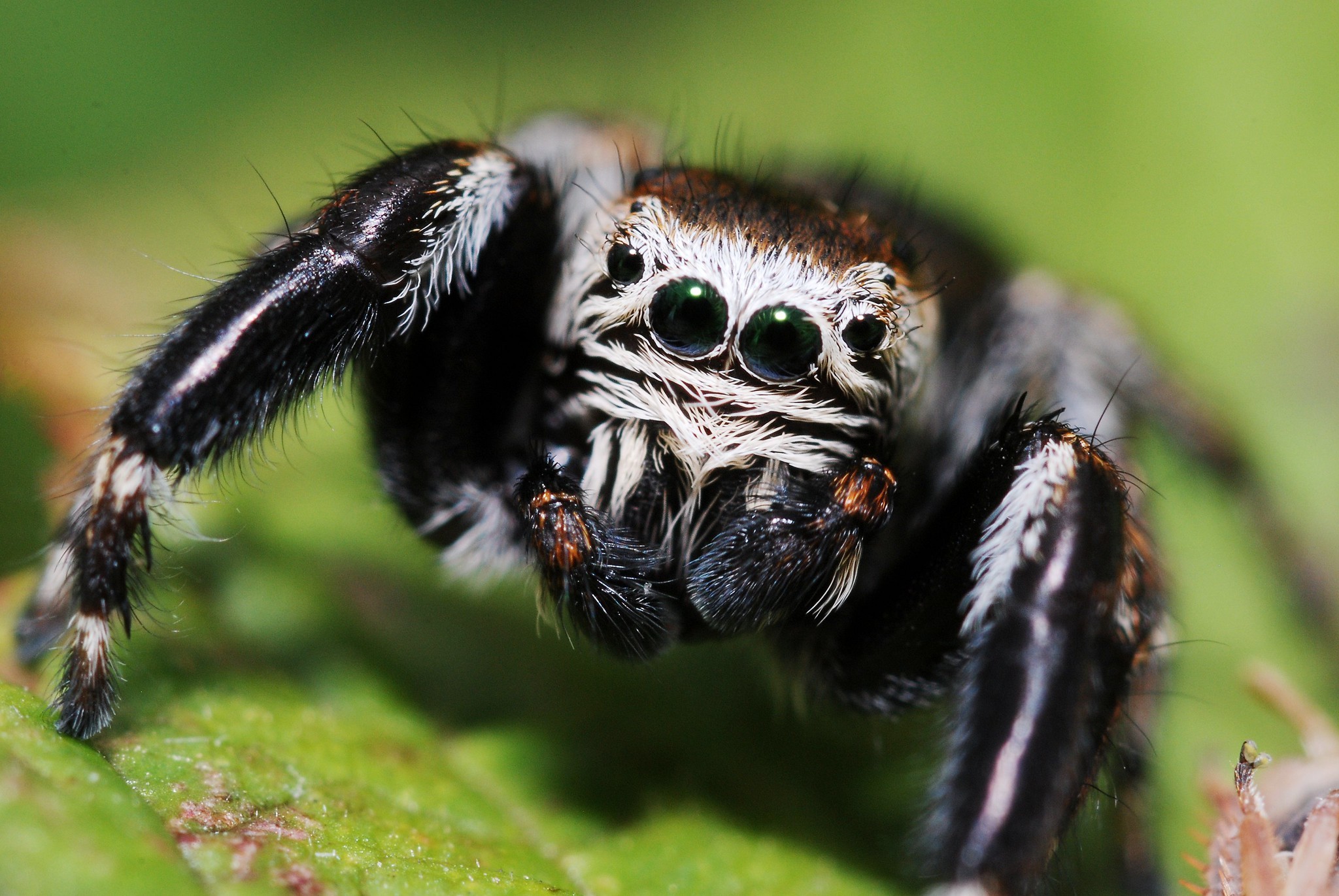 Um macho da aranha saltadora Evarcha arcuata (Foto: Gilles San Martin)