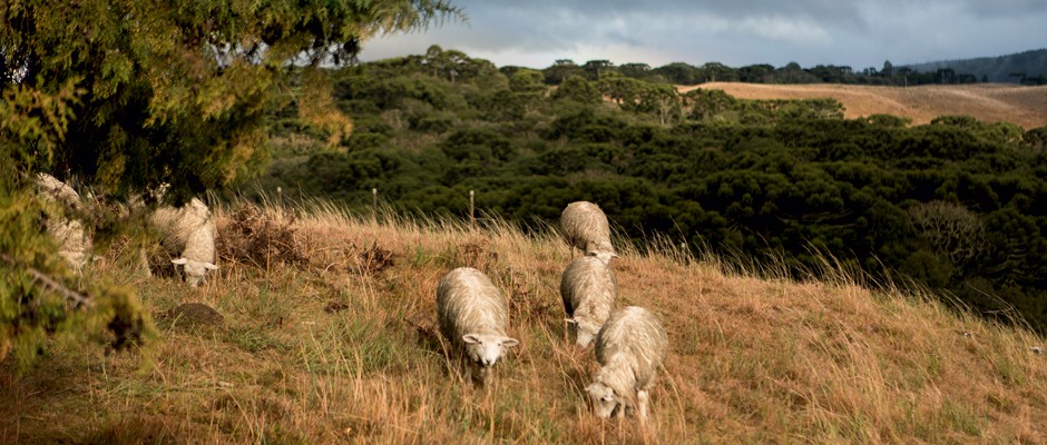 paisagismo-ovelhas (Foto: Edu Castello/Editora Globo)