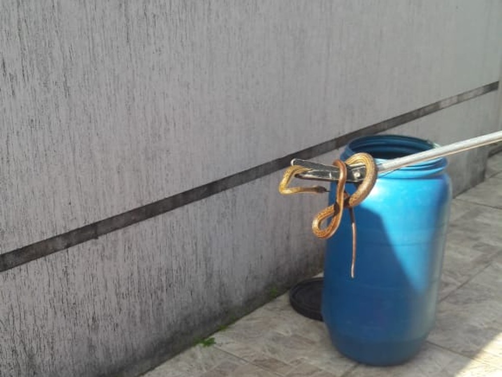 Cobra encontrada em casa em Nova Parnamirim — Foto: Divulgação