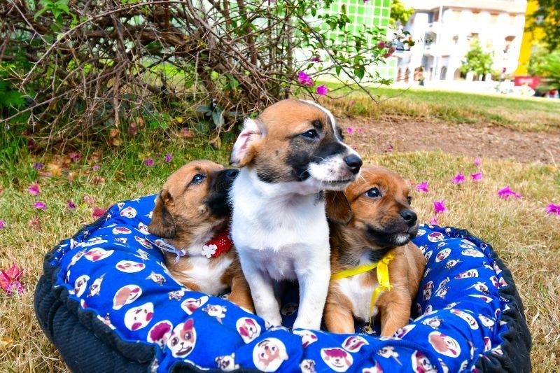 Sorocaba promove feira de adoção de cães neste sábado; saiba como participar