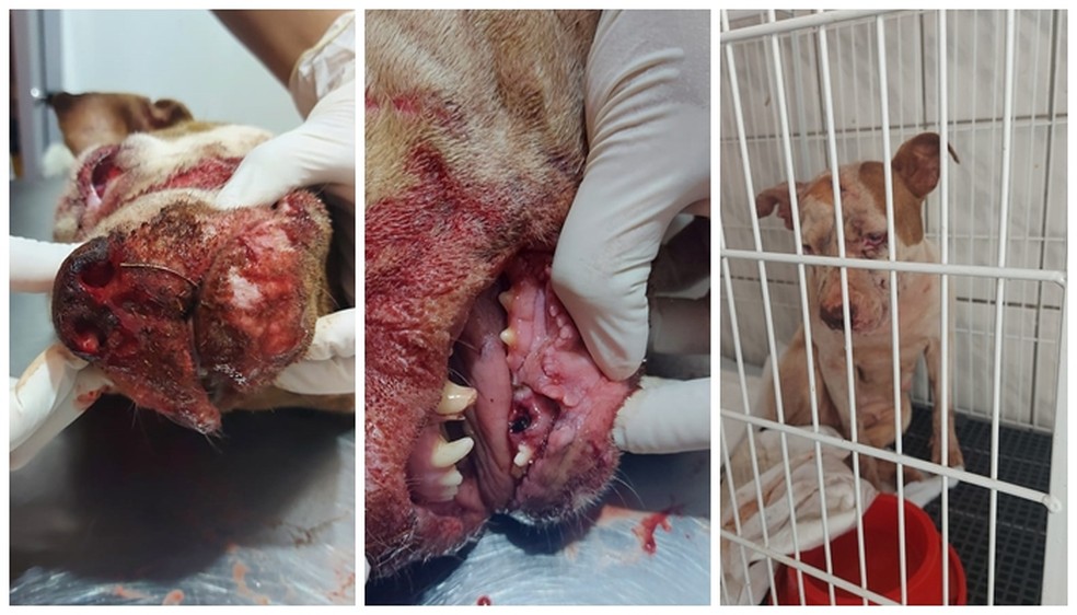Cachorra ficou gravemente ferida após ser espancada em Olímpia  — Foto: Arquivo Pessoal 