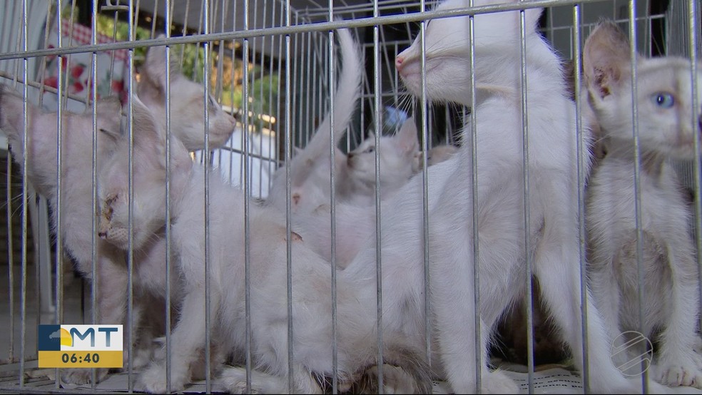 Caixa com 18 filhotes de gato foi abandonada neste final de semana na porta de uma ONG, em CuiabÃ¡ â Foto: TV Centro AmÃ©rica/ReproduÃ§Ã£o