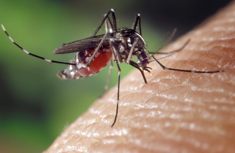 Casos de dengue aumentam no Brasil e nova mutação do vírus chega ao país.