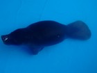 Morre filhote de peixe-boi resgatado em Goianésia do Pará
