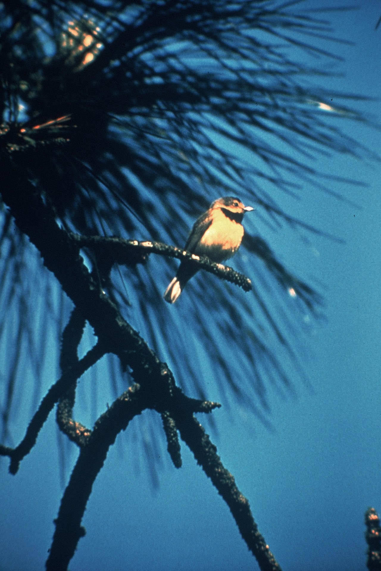 Pássaro vivo fotografado por Jerry A. Payne em 1958 (Foto: Jerry A. Payne)