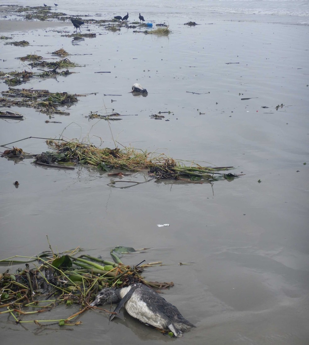 Pinguins são encontrados mortos em praia de Ilha Comprida (SP) — Foto: Divulgação/IPeC