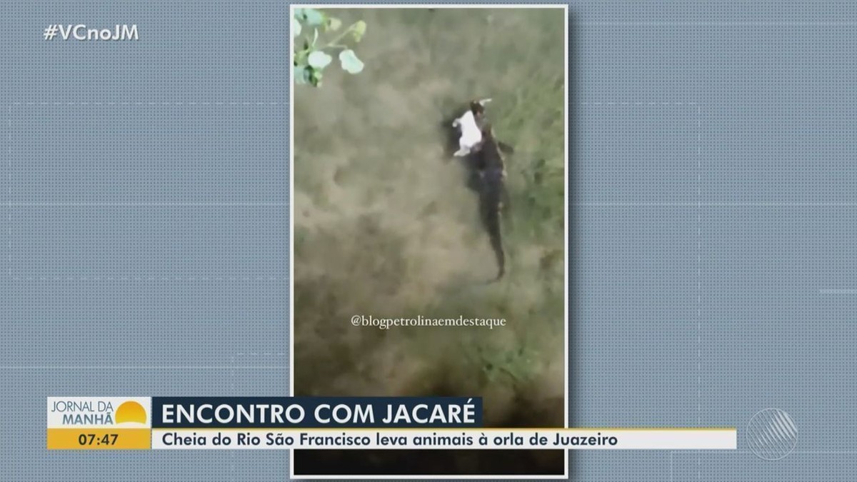 Com cheia do rio São Francisco, jacarés aparecem em Juazeiro, na BA; vídeo registra réptil carregando um gato na orla da cidade | Bahia