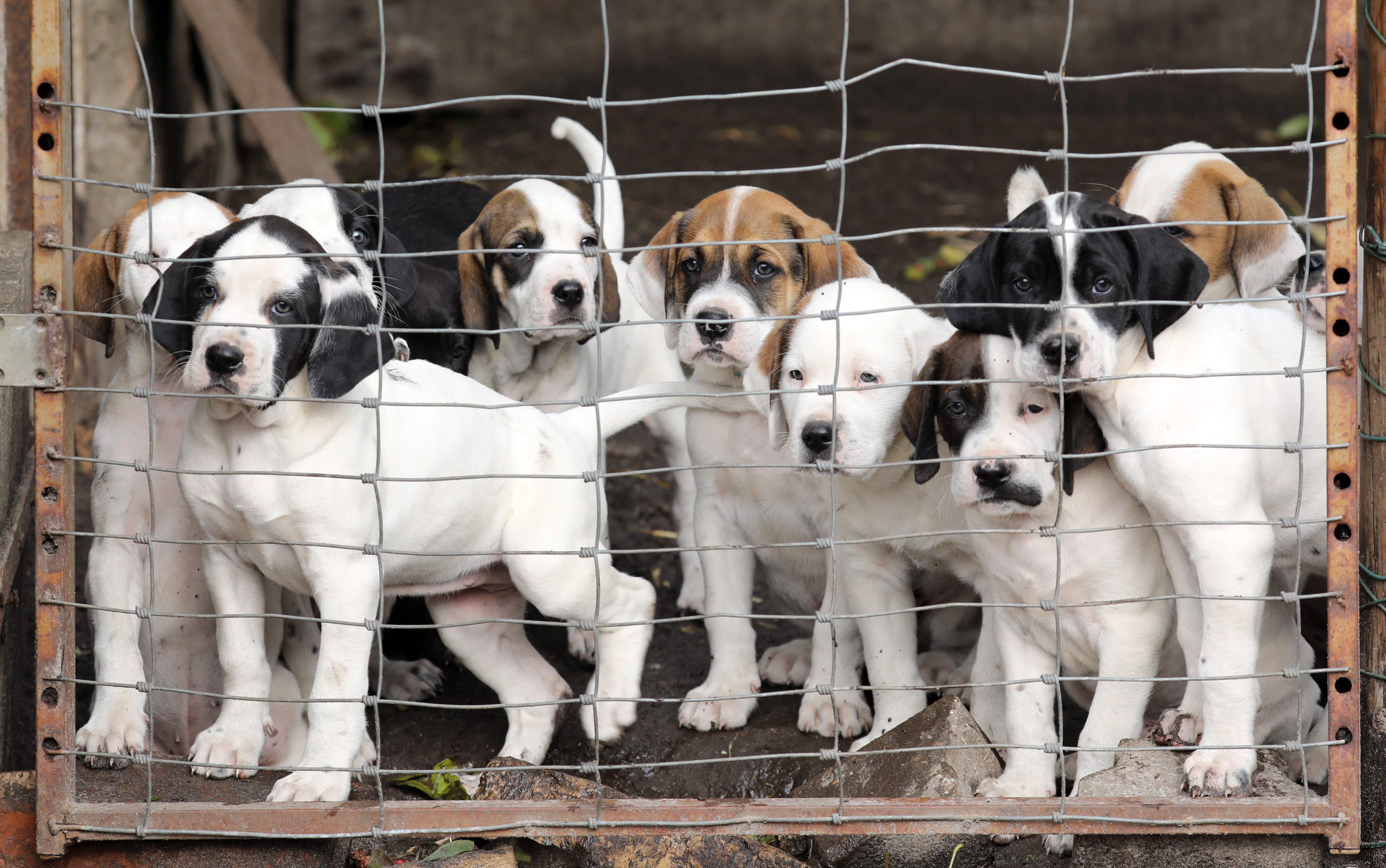 Foto ilustrativa de cães, sem ligação nenhuma com o documentário Will My Puppies Make Me Rich? (Foto: Getty Images)