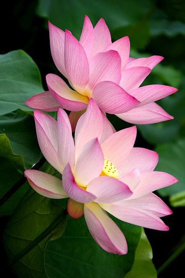 paisagismo-flor-de-lotus-5 (Foto: Divulgação)