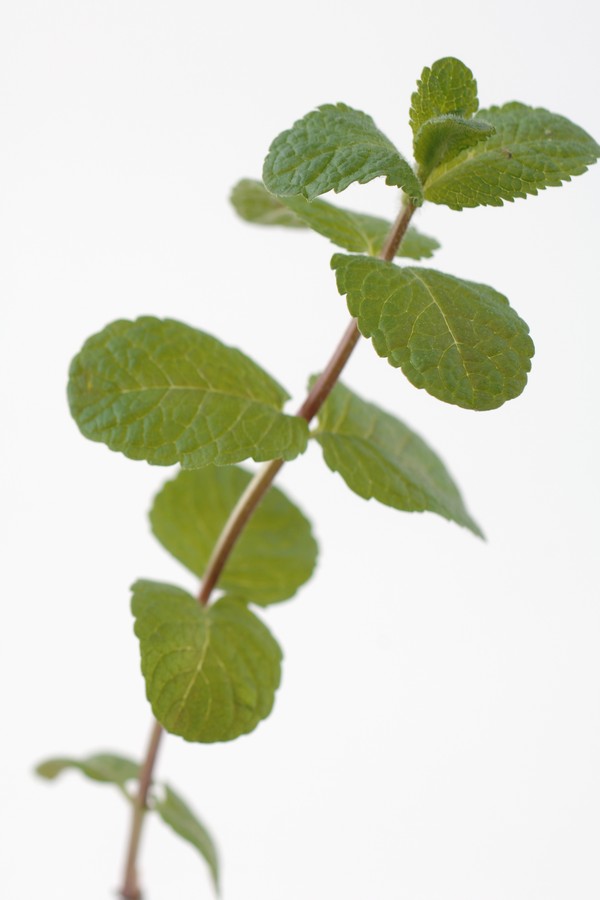 Como cultivar hortel&atilde; em casa - e seus benef&iacute;cios para a sa&uacute;de (Foto: Getty Images)
