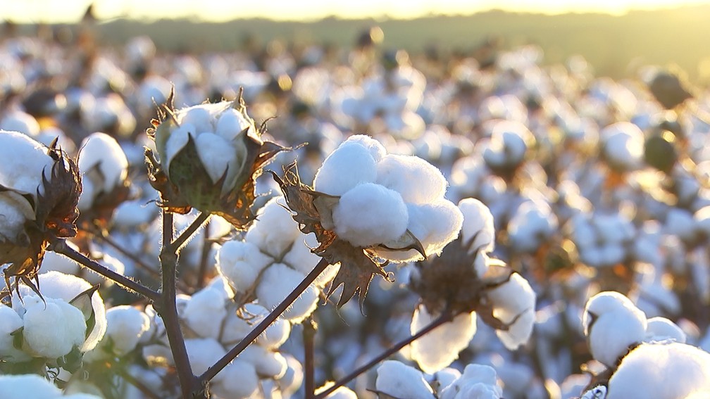 Produção de algodão na Bahia deve crescer 15% esse ano — Foto: Reprodução/ TV TEM