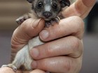 Filhote órfão de marsupial de apenas 50 gramas é resgatado na Austrália