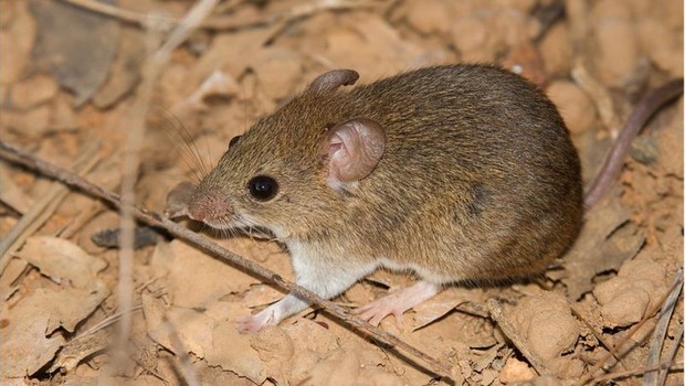 BBC Necromys lasiurus, ou ratinho do cerrado, é um dos que transmitem o letal hantavírus (Foto: WAGNER MACHADO CARLOS LEMES/Via BBC News Brasil)