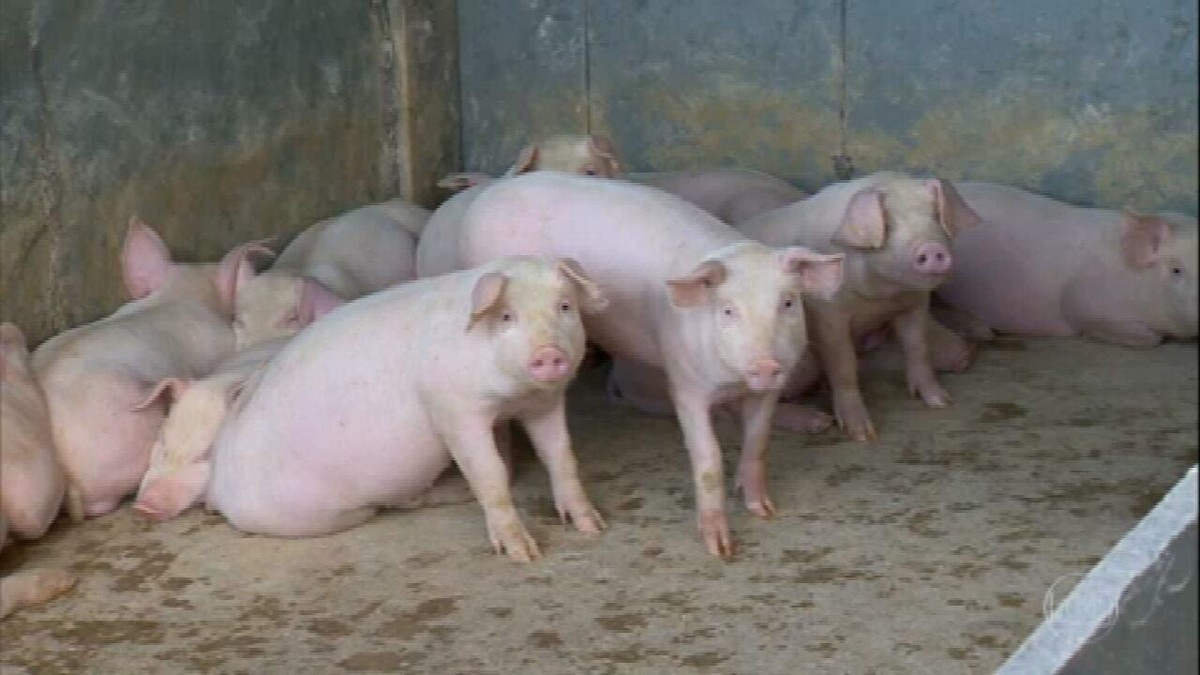 Criadores de suínos em MG têm começo de ano lento, mas expectativa é de aquecimento do mercado thumbnail