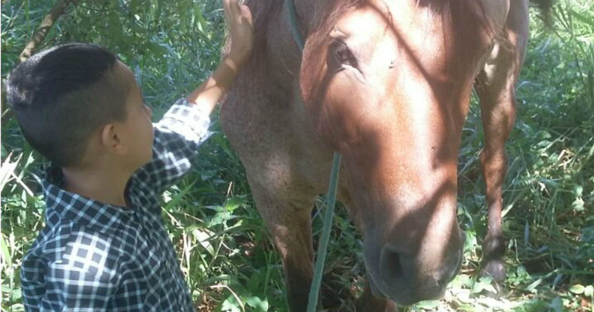 G1 - Cavalo usado no tratamento de autista é achado após apelo de